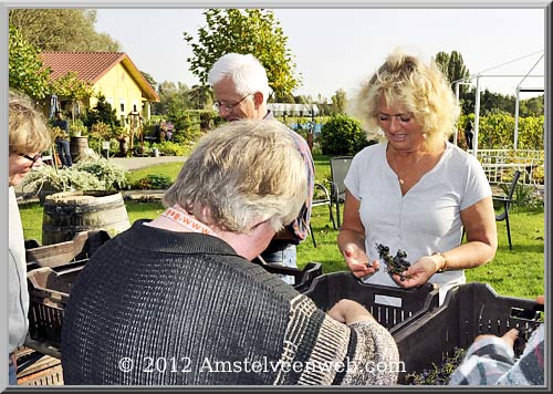 wijnoogst Amstelveen