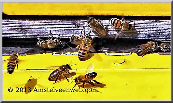 bijen Amstelveen