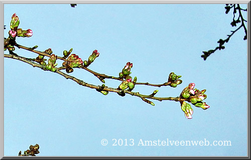 cherry blossom Amstelveen