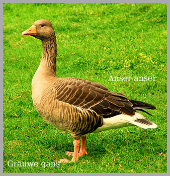 grauwe gans Amstelveen