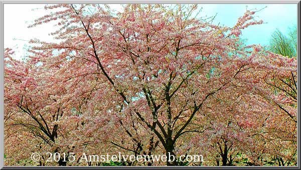 Foto Amstelveen