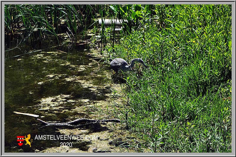 Foto Amstelveen